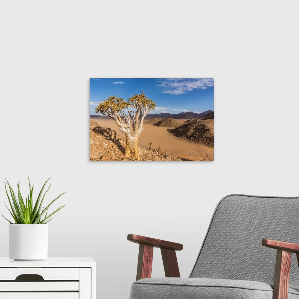 A modern room featuring Africa, Namibia, Hardap region. flowering quiver tree.