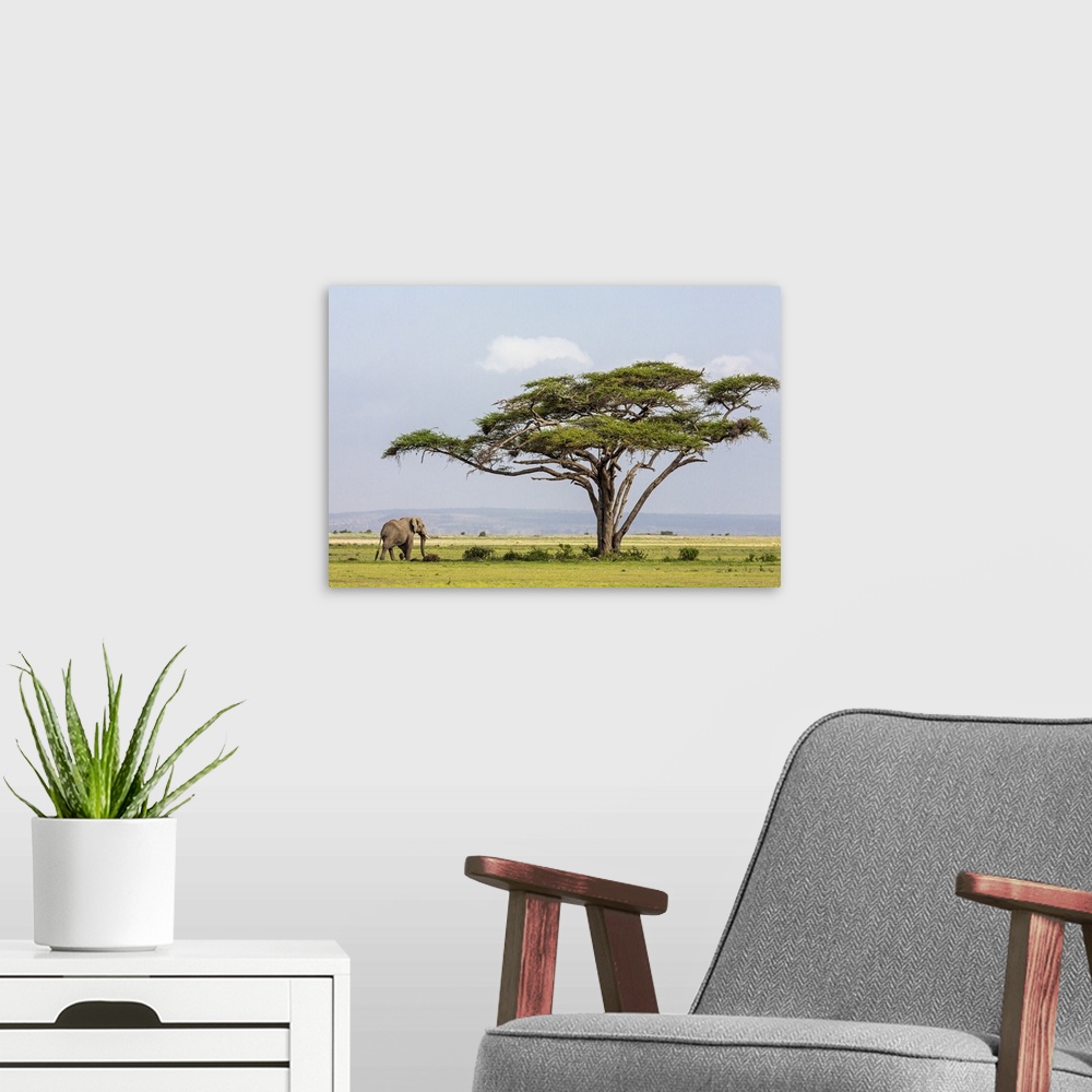 A modern room featuring Kenya, Kajiado County, Amboseli National Park. An African elephant approaches a large Acacia tree.