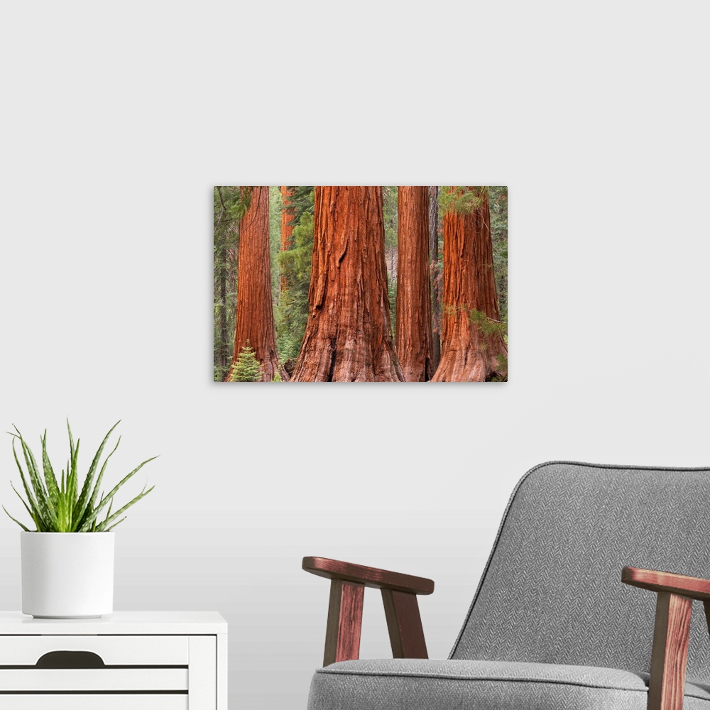 A modern room featuring Bachelor and Three Graces Sequoia tress in Mariposa Grove, Yosemite National Park, USA. Spring (J...