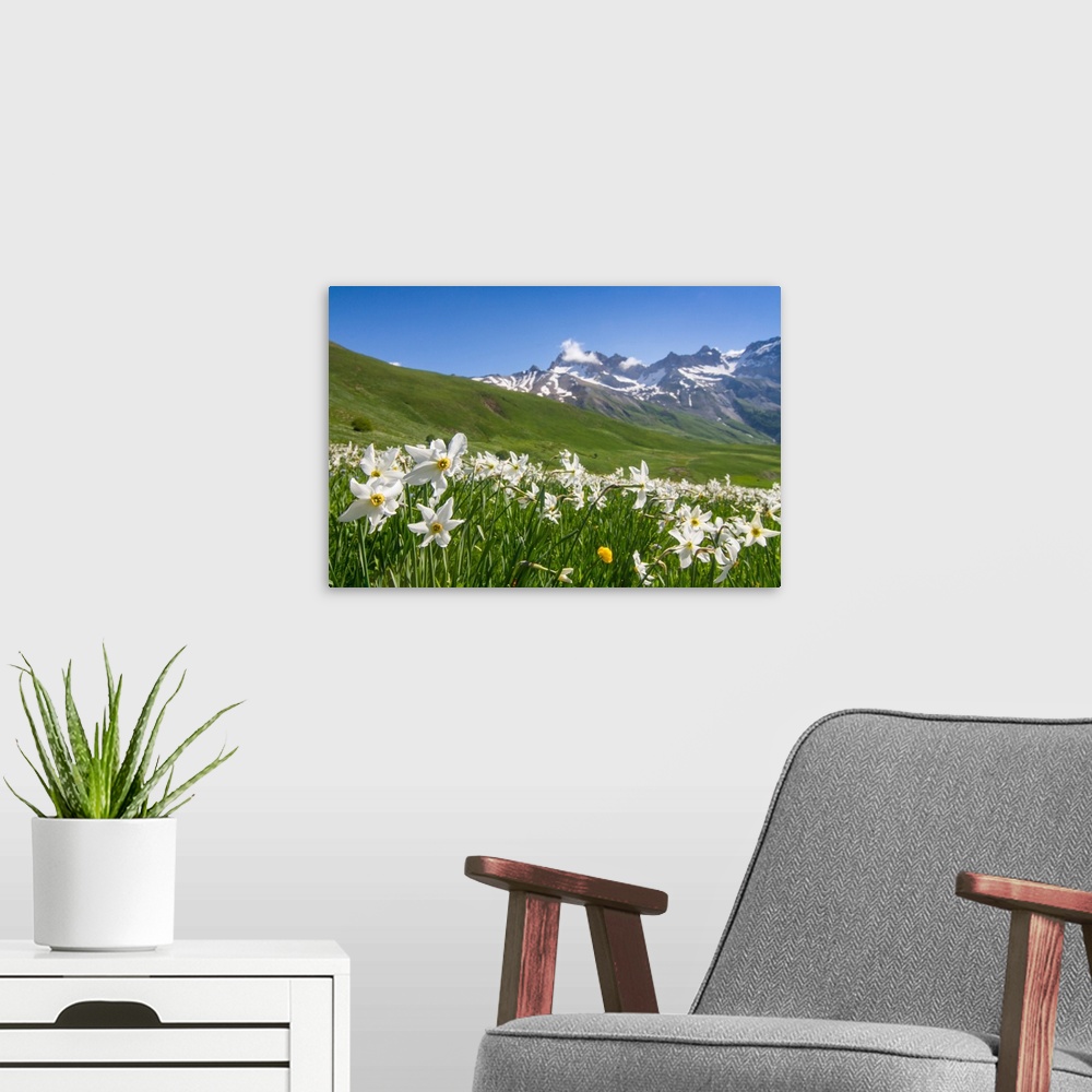 A modern room featuring Blooming meadow of Narcissus at col du Lautaret in France.
