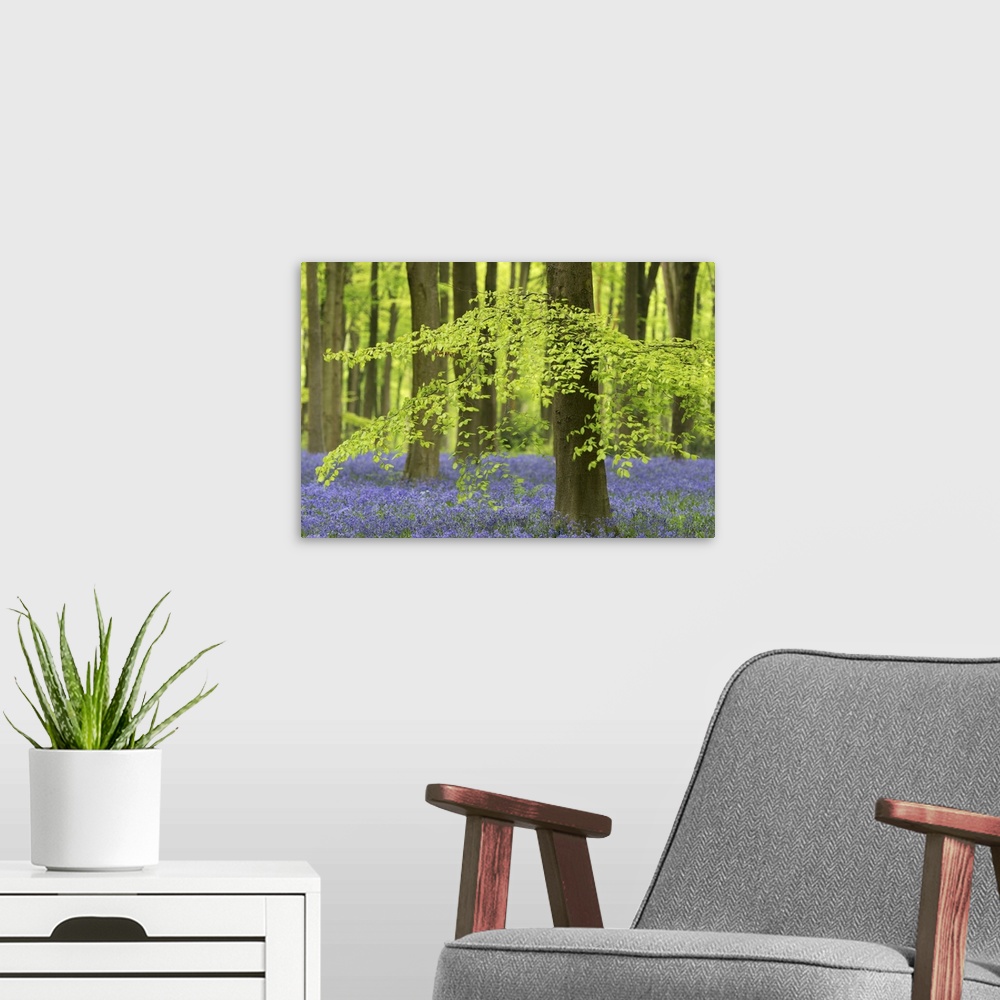 A modern room featuring Bluebells and beech trees in West Woods, Wiltshire, England. Spring (May)