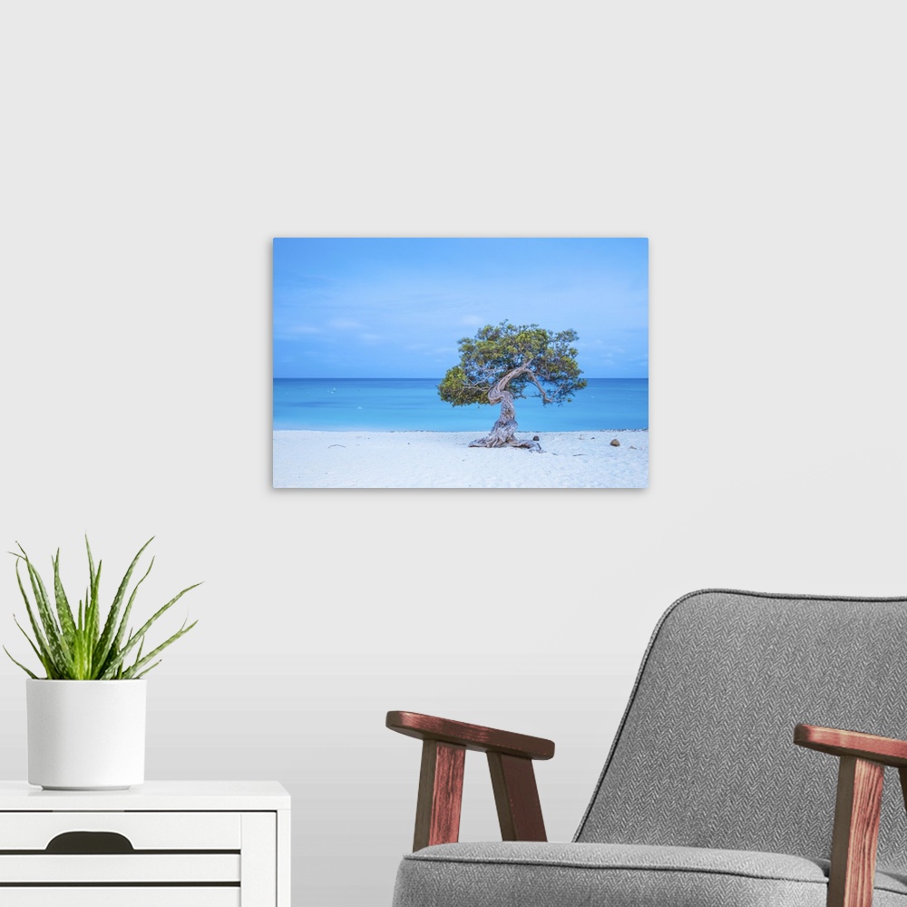 A modern room featuring Caribbean, Netherland Antilles, Aruba, Divi Divi Tree on Eagle Beach.