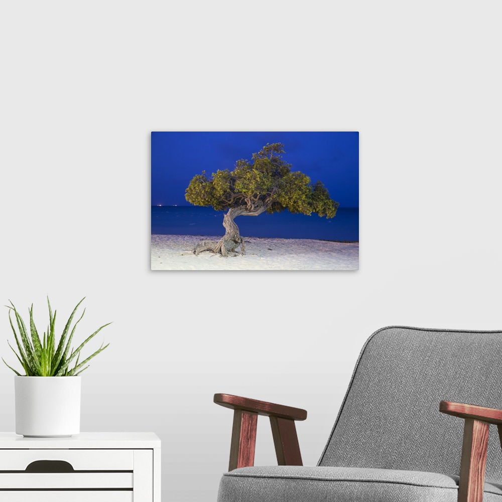 A modern room featuring Caribbean, Netherland Antilles, Aruba, Divi Divi Tree on Eagle Beach.
