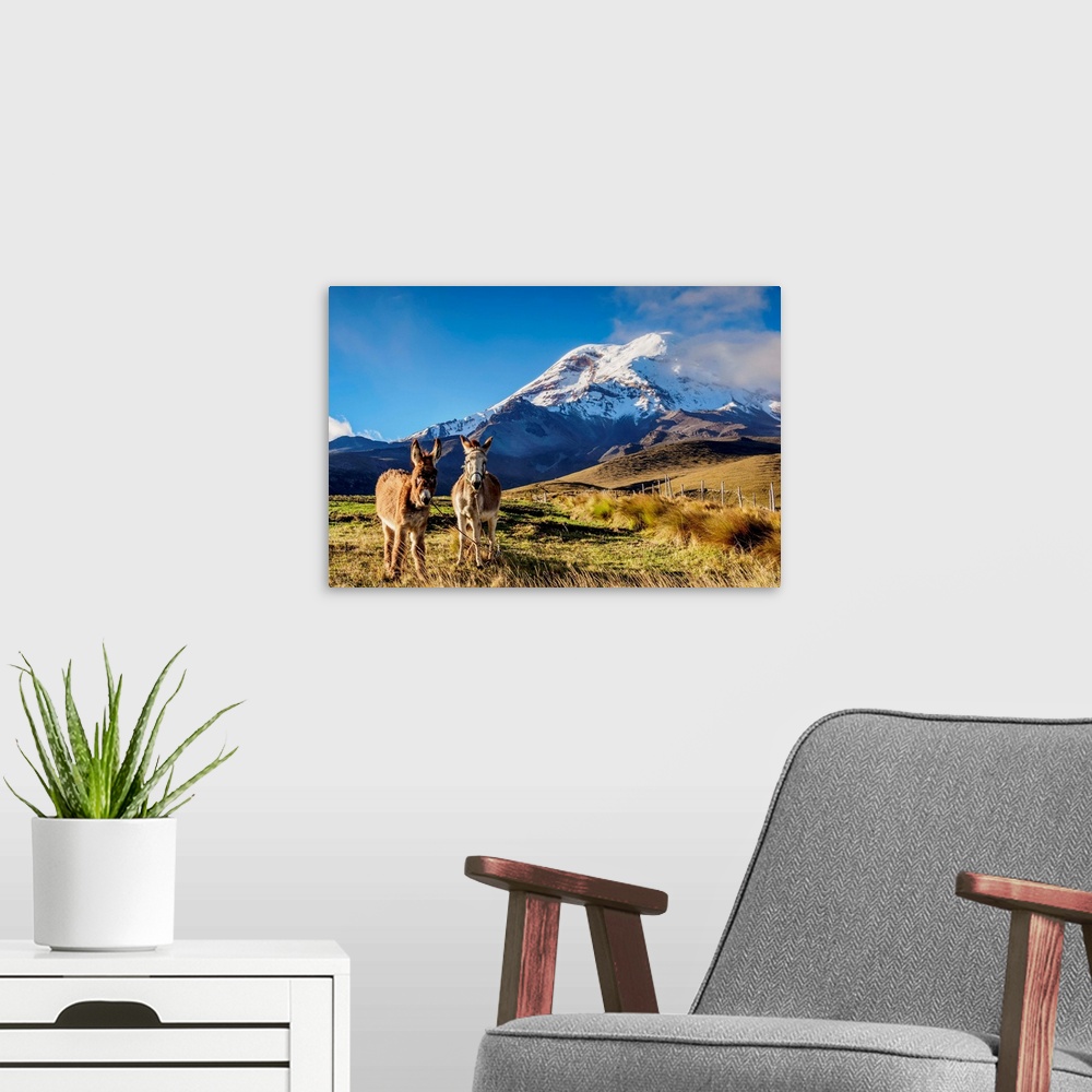 A modern room featuring Donkeys and Chimborazo Volcano, Chimborazo Province, Ecuador.