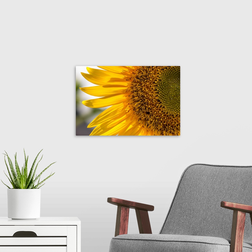 A modern room featuring Europe, Italy. Sunflower in a garden.