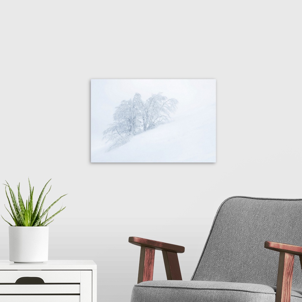 A modern room featuring Frozen trees in the middle of a blizzard. Tuscany Appenines, Italy.