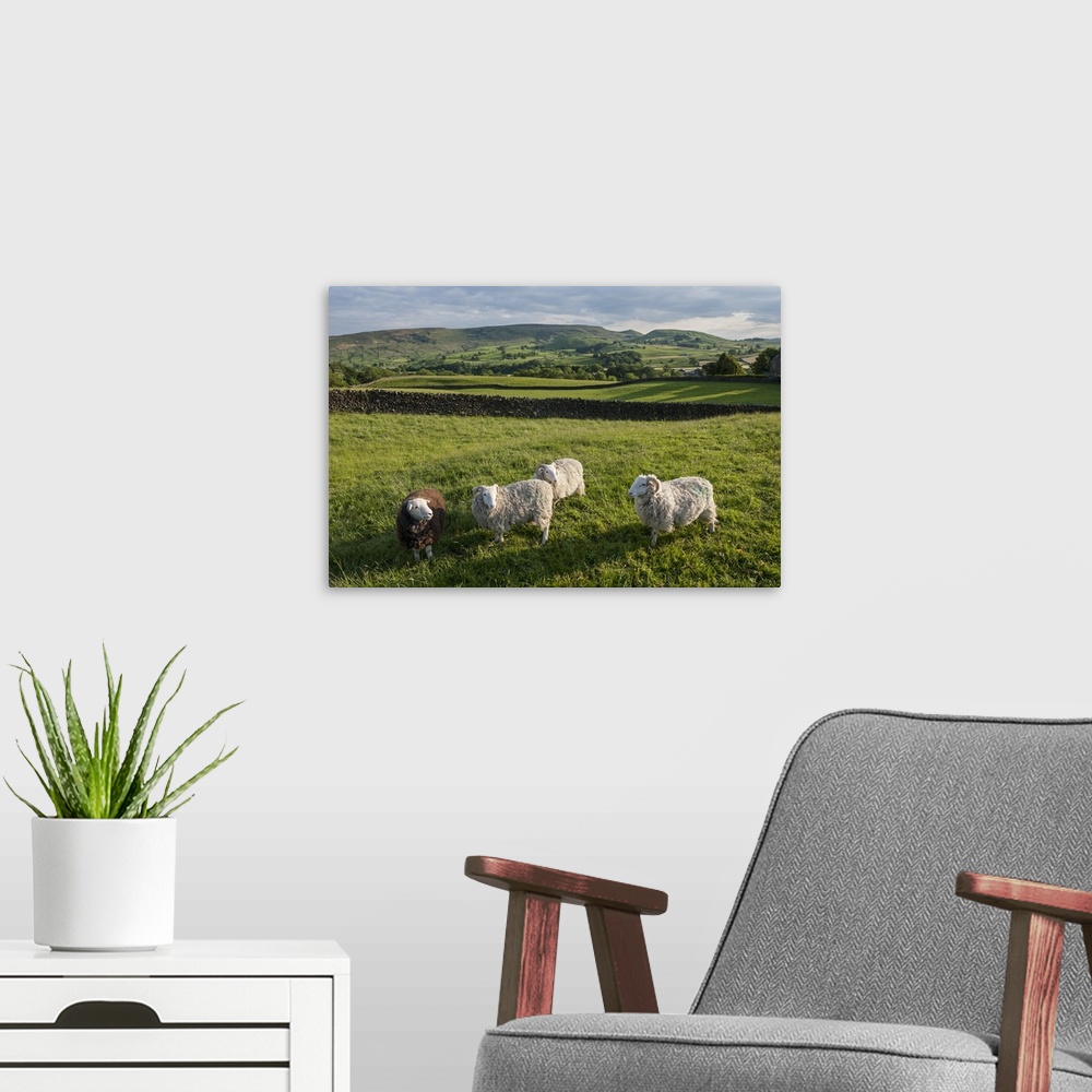 A modern room featuring Grazing Sheep near Grassington, Wharfedale, Yorkshire Dales National Park.