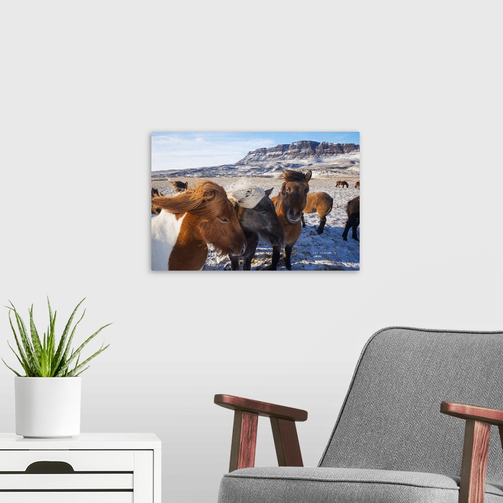 A modern room featuring Europe, Iceland, Northern Iceland, Icelandic horses.