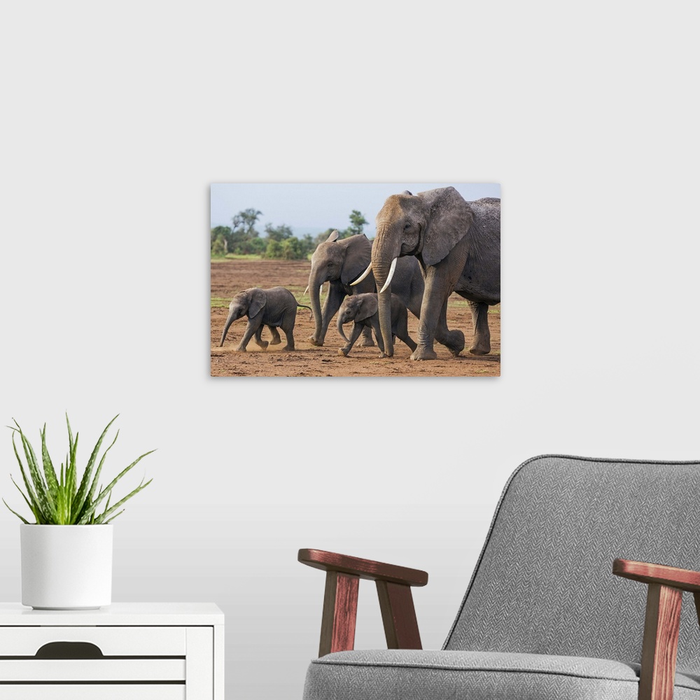 A modern room featuring Kenya, Kajiado County, Amboseli National Park. A family of African elephants on the move.