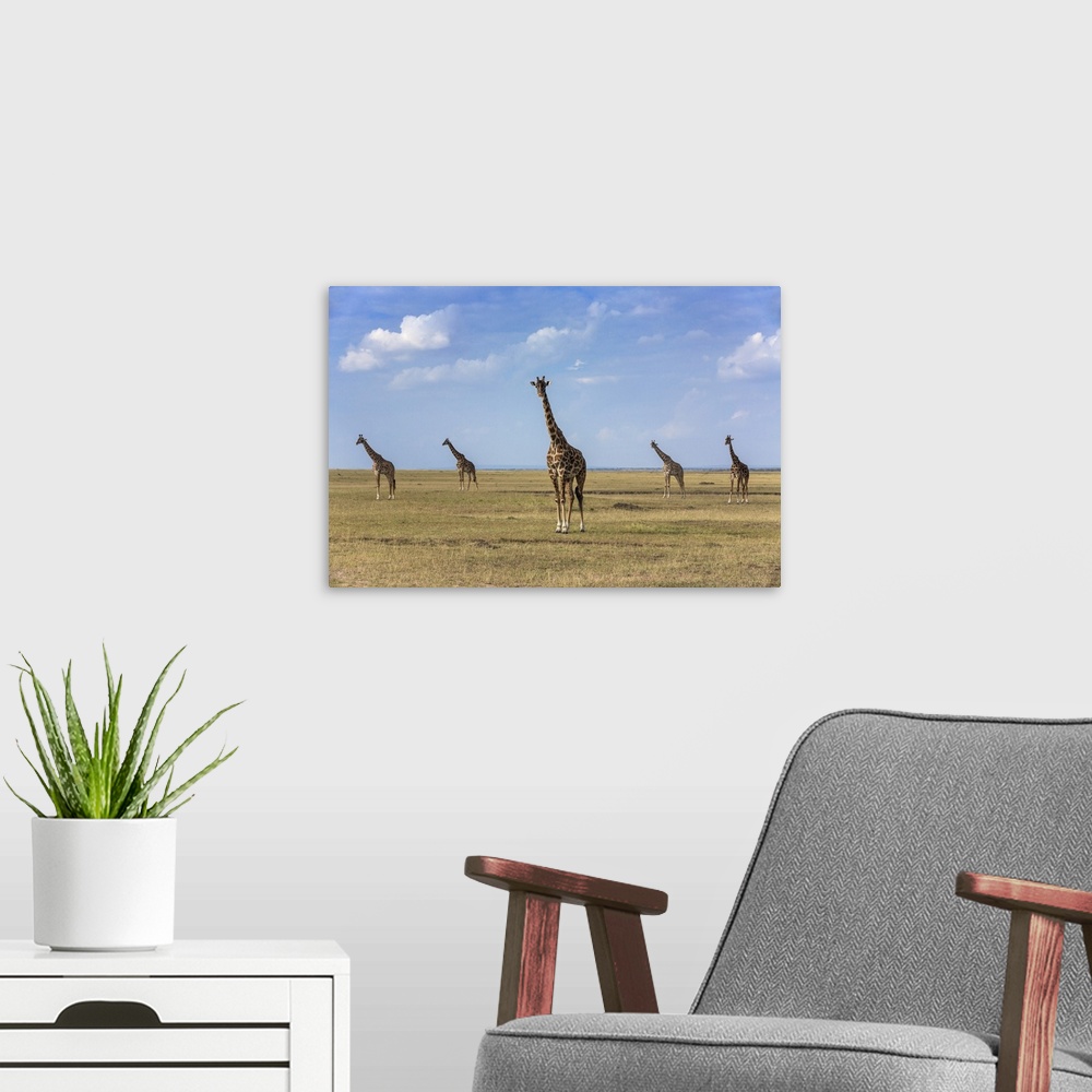 A modern room featuring Kenya, Masai Mara, Narok County. Maasai giraffes on the plains of Masai Mara National Reserve.