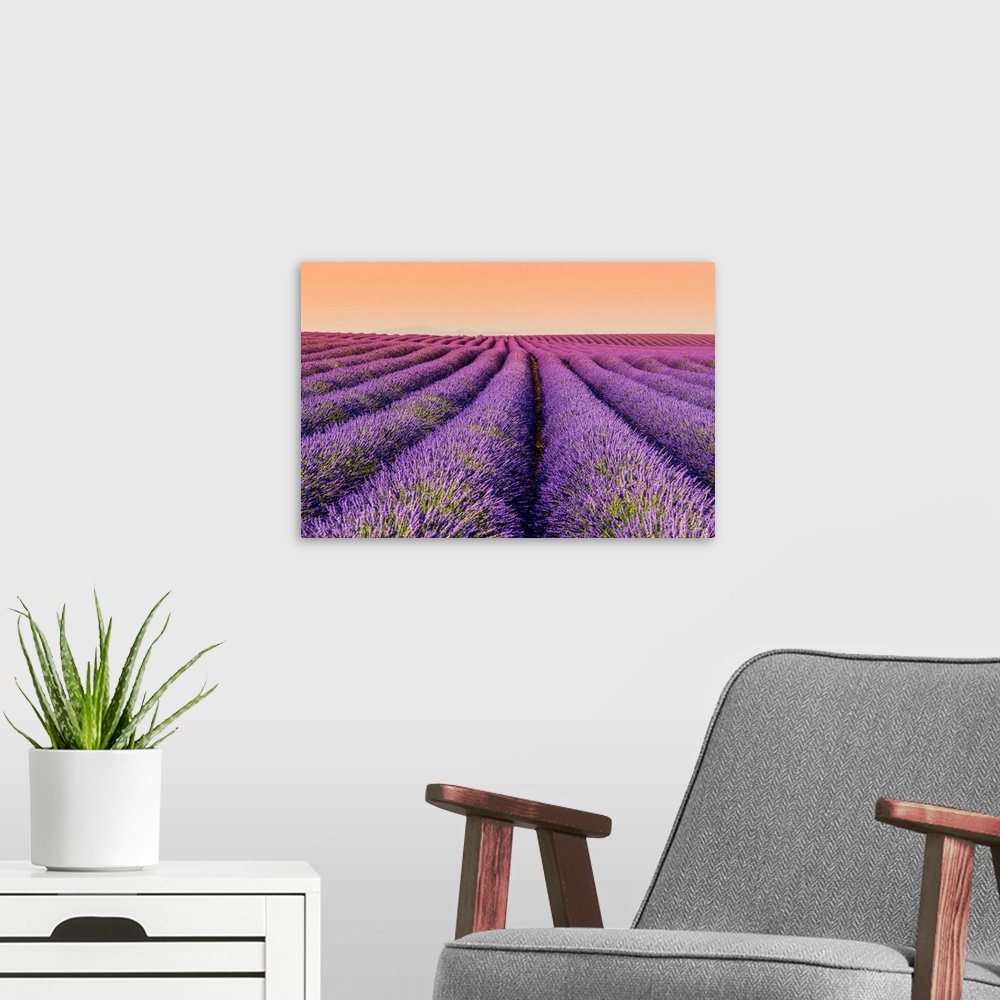 A modern room featuring Lavender field at sunset, Plateau de Valensole, Provence, France.