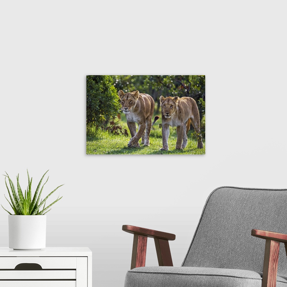 A modern room featuring Kenya, Narok County, Masai Mara National Reserve. A Lioness and a young male lion walk purposeful...
