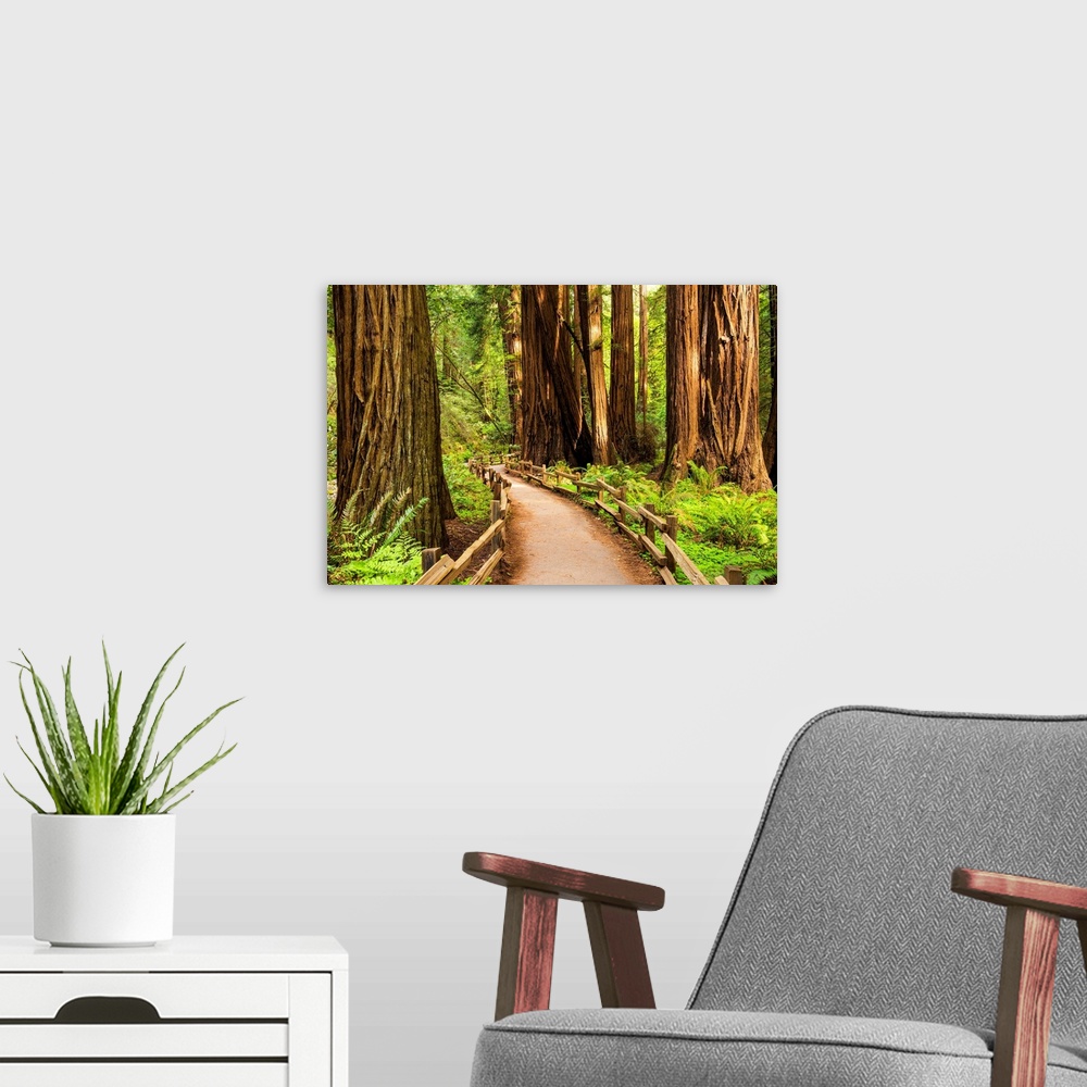 A modern room featuring Path Through Giant Redwoods, Muir Woods National Monument, California, Usa