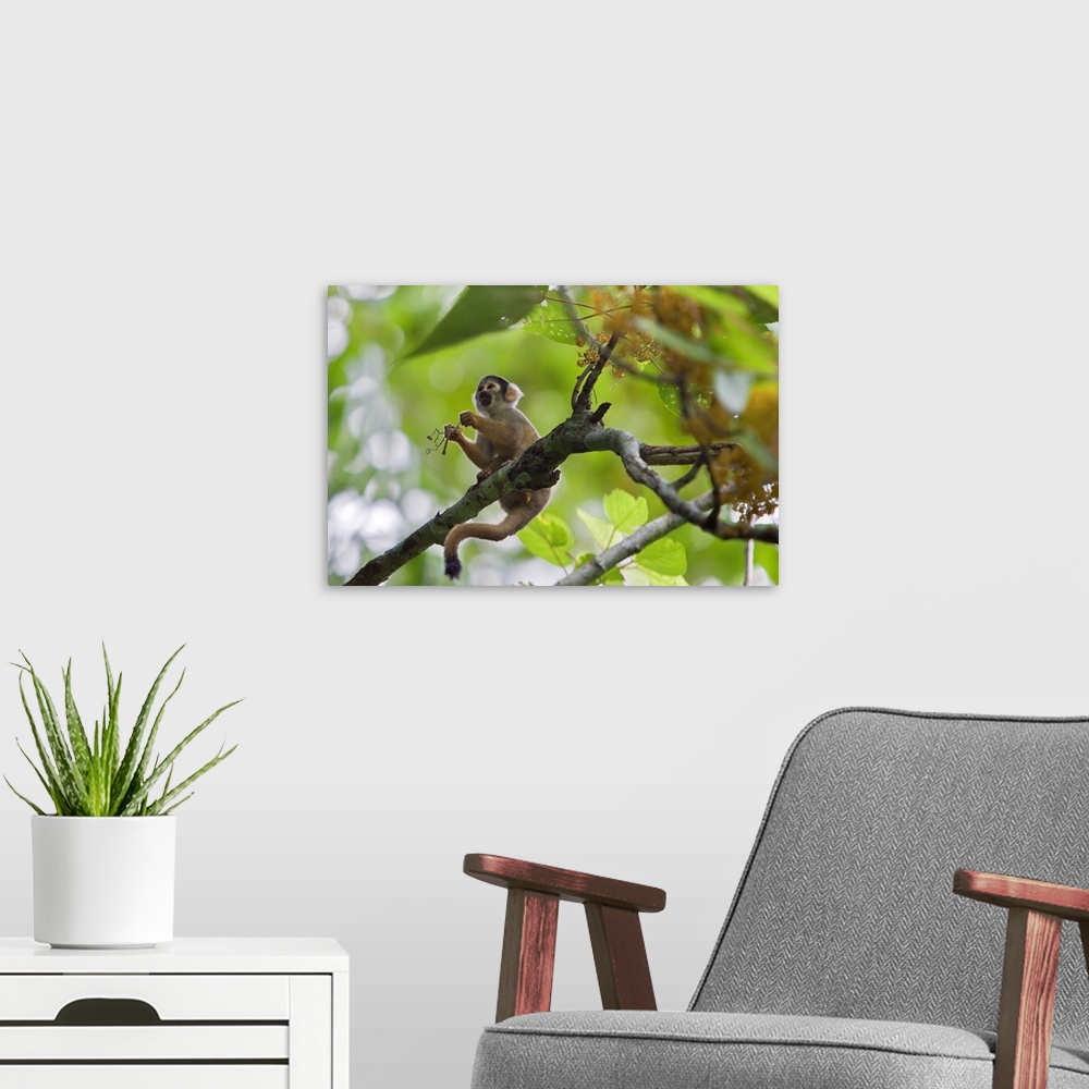 A modern room featuring Peru. A Squirrel monkey feeds on flowers in the lush, tropical forest on the banks of the Madre d...