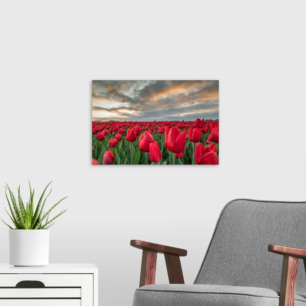 A modern room featuring Sunrise Coloured Clouds Above Field Of Red Tulips. Koggenland, North Holland Province, Netherlands.
