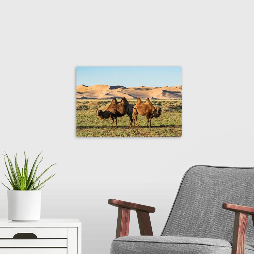 A modern room featuring Two Camels And Sand Dunes Of Gobi Desert In The Background. Sevrei District, South Gobi Province,...