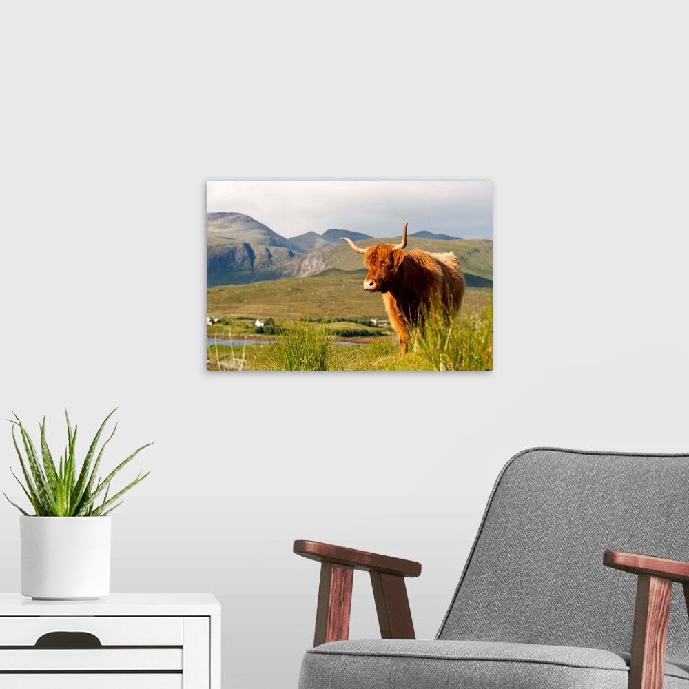A modern room featuring UK, Scotland, Outer Hebrides, Harris. Highland cow in the wild, Aline Estate.