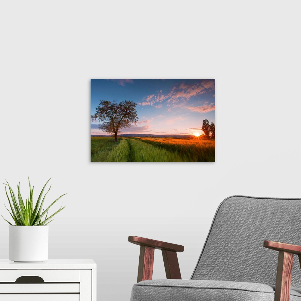 A modern room featuring Wheat field at sunset, Foligno, Umbria, Italy.