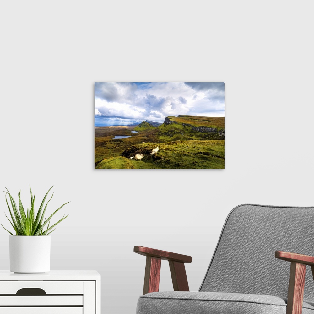A modern room featuring A Herd of Sheep and Young In Scotland's Quiraing, Isle of Skye