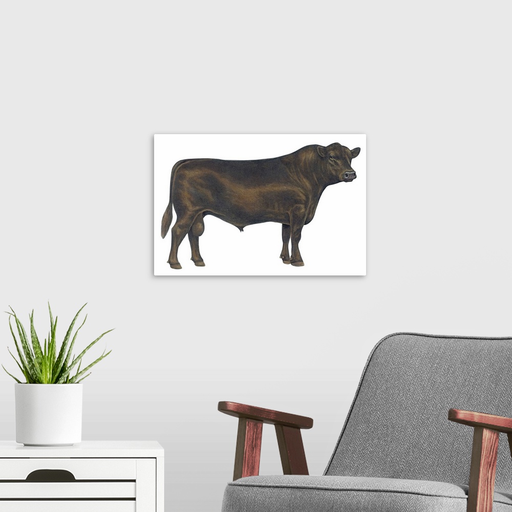 A modern room featuring Angus Bull, Beef Cattle