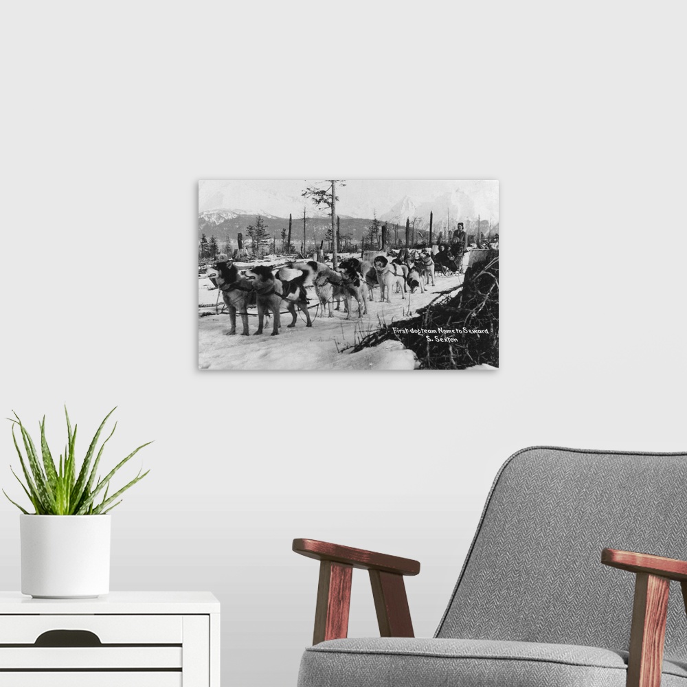 A modern room featuring Vintage photograph of a record breaking sled dog team in Seward.