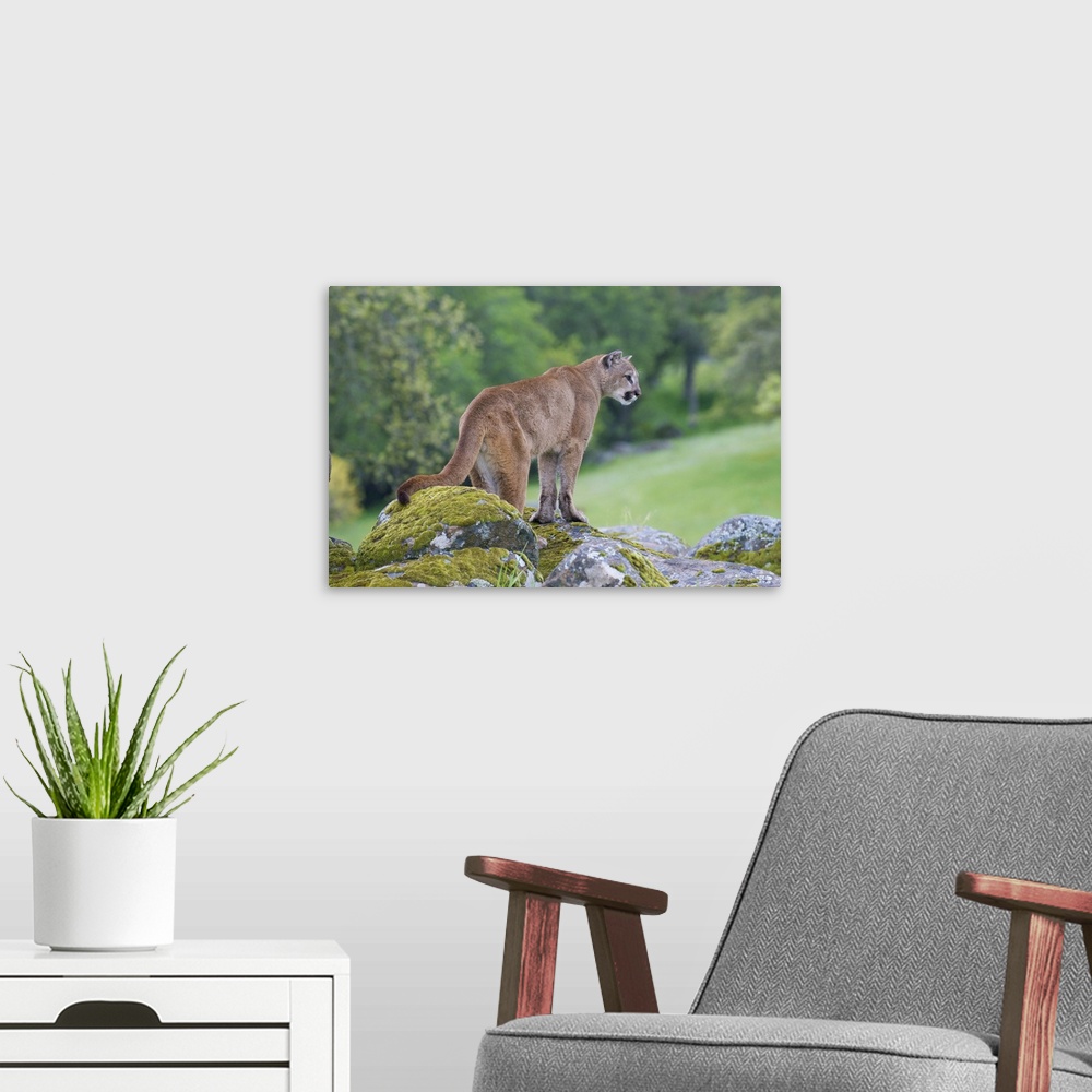 A modern room featuring An image of a beautiful mountain lion waiting on the top of rocks.