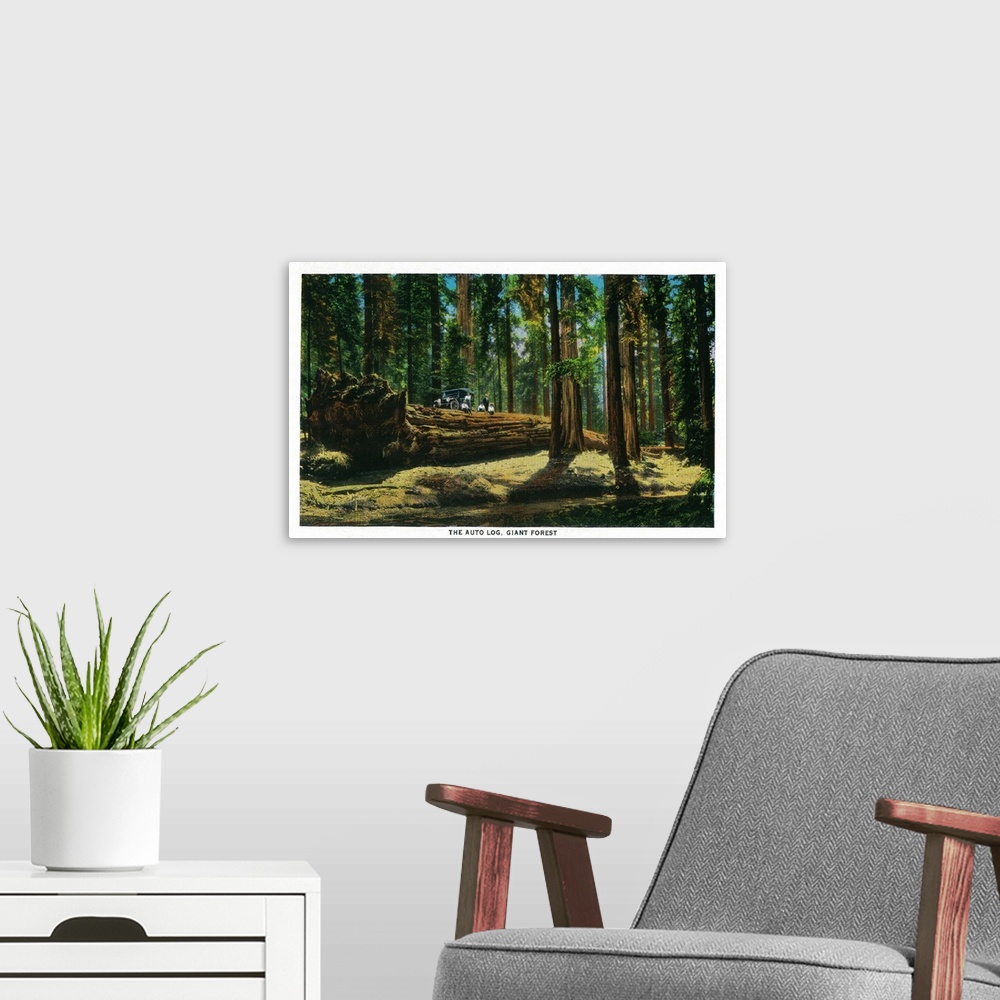 A modern room featuring The Auto Log in Giant Forest, Redwoods, Redwoods, CA