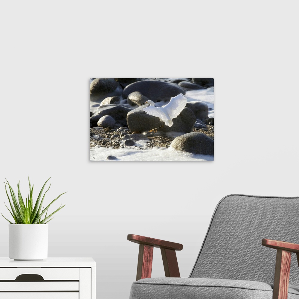A modern room featuring A graceful snowy egret maneuvers around incoming waves in Pacific Grove near Pebble Beach on the ...