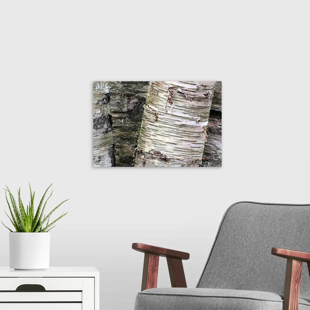 A modern room featuring Giant photograph focuses on the rough and distressed texture of bark on a set of trees.