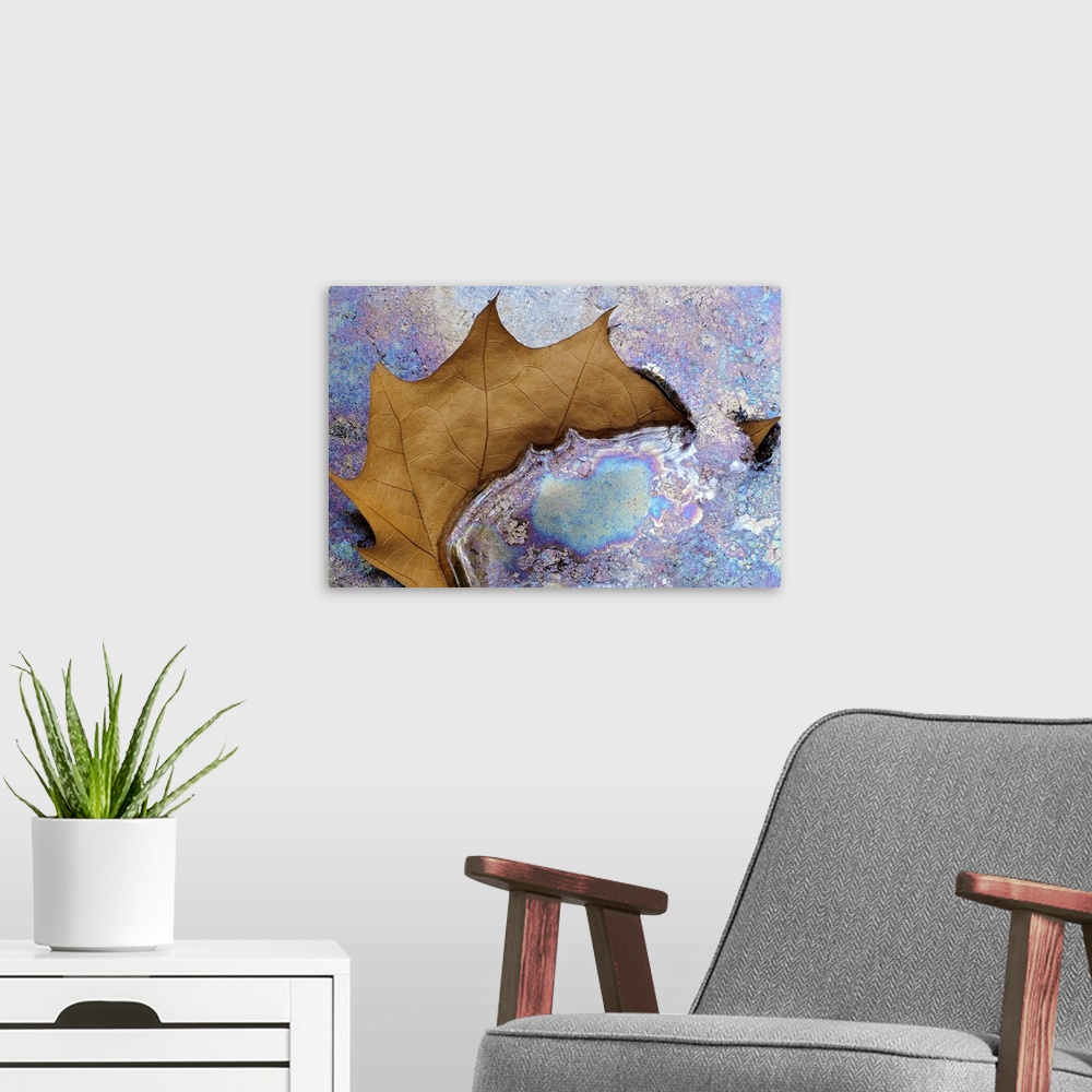 A modern room featuring Fine Art photo of a single brown leaf partly submerged iniridescent pastel colored water.
