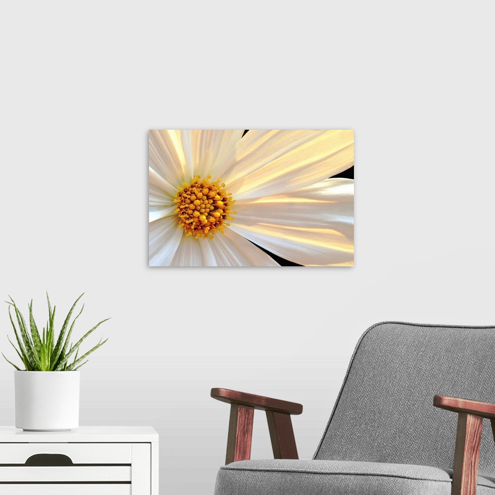 A modern room featuring Giant, horizontal close up photograph of a daisy that is sun lit from behind, with white and gold...