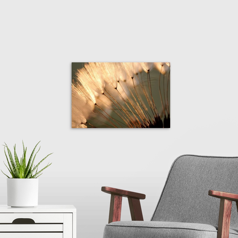A modern room featuring Landscape close up photograph of white, fluffy dandelion seeds at sunset.