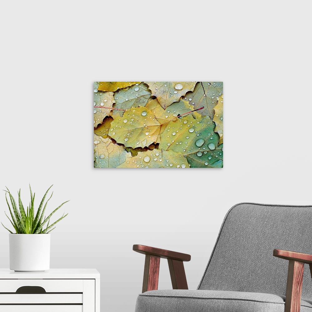 A modern room featuring Big photograph focuses on a bed of leaves soaked with rain drops from a recent shower.