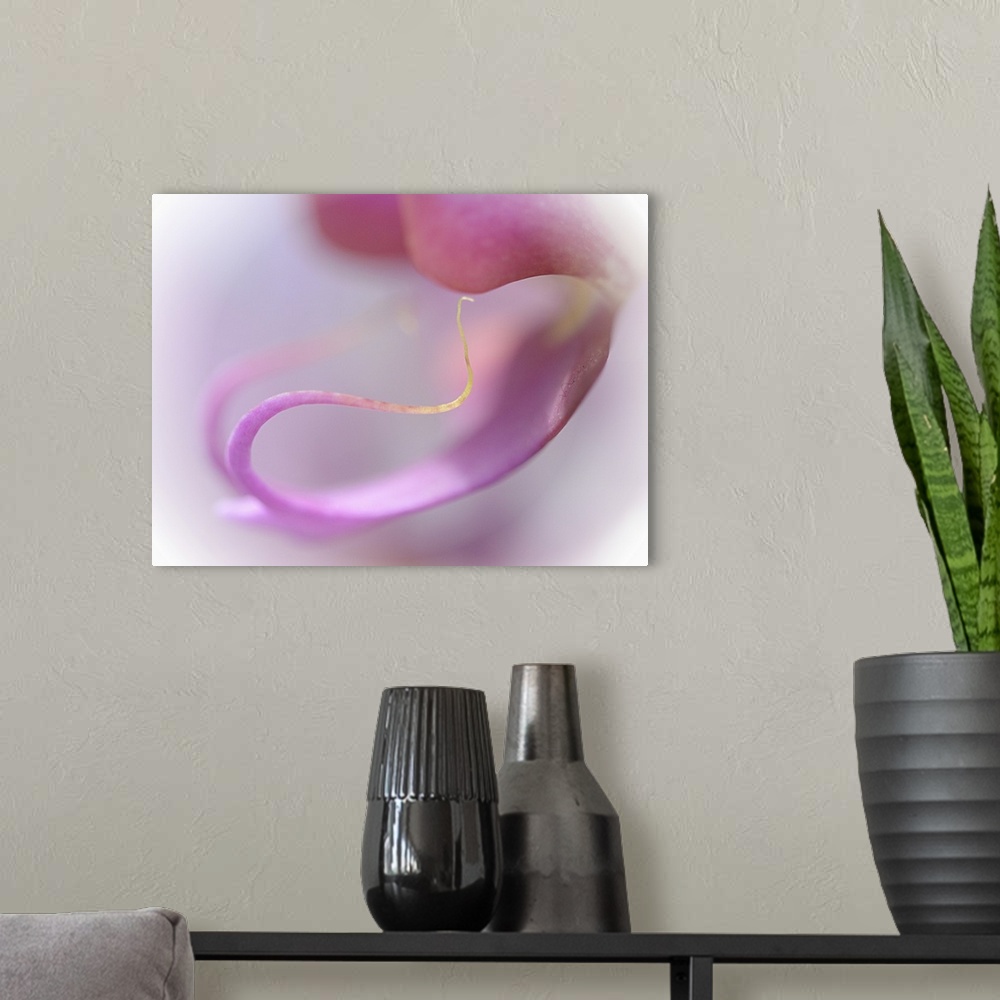 A modern room featuring Abstract photo of the curling petals of a pink orchid flower.