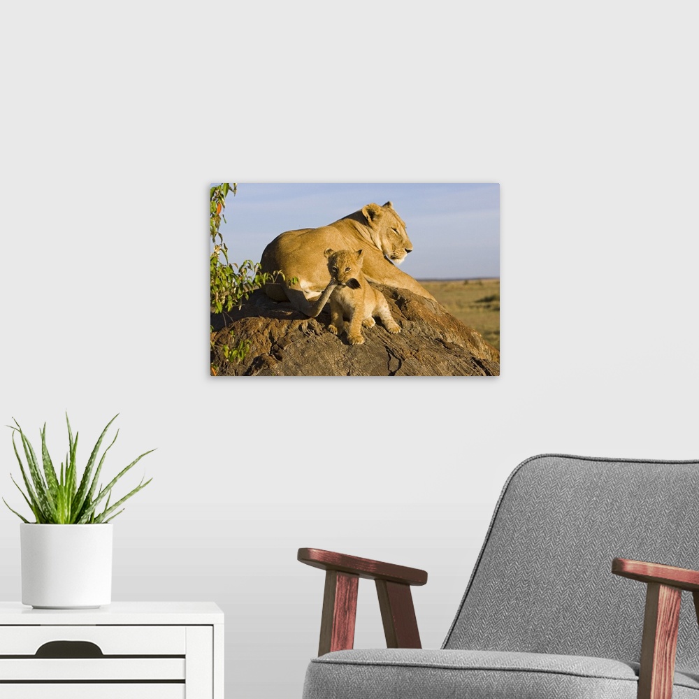 A modern room featuring A lioness snoozes on a rock in the sun while her offspring gnaws on her tail and stares at the ca...