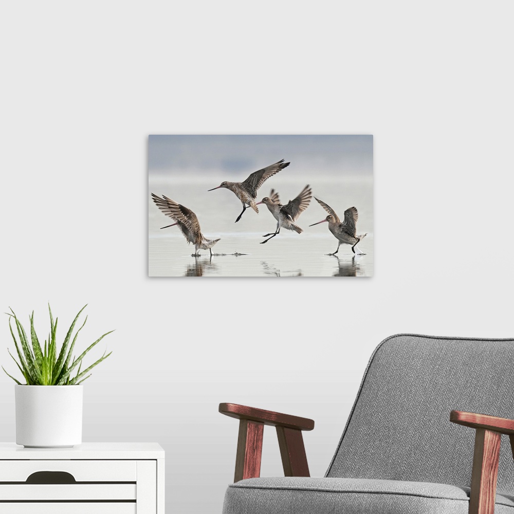 A modern room featuring Bar-tailed godwits (Limosa lapponica baueri) landing, Avon/Heathcote Estuary, Christchurch