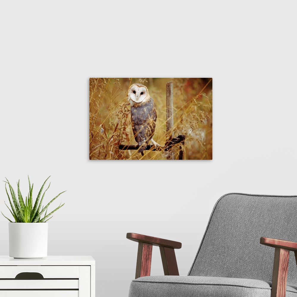 A modern room featuring Barn Owl (Tyto alba) perching among dry grasses, British Columbia, Canada