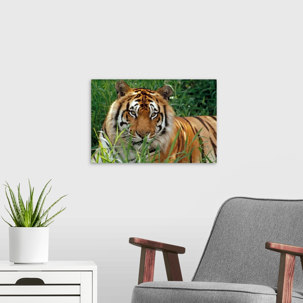 A modern room featuring Big photograph taken of a large, striped feline sitting quietly in a field of high grass.