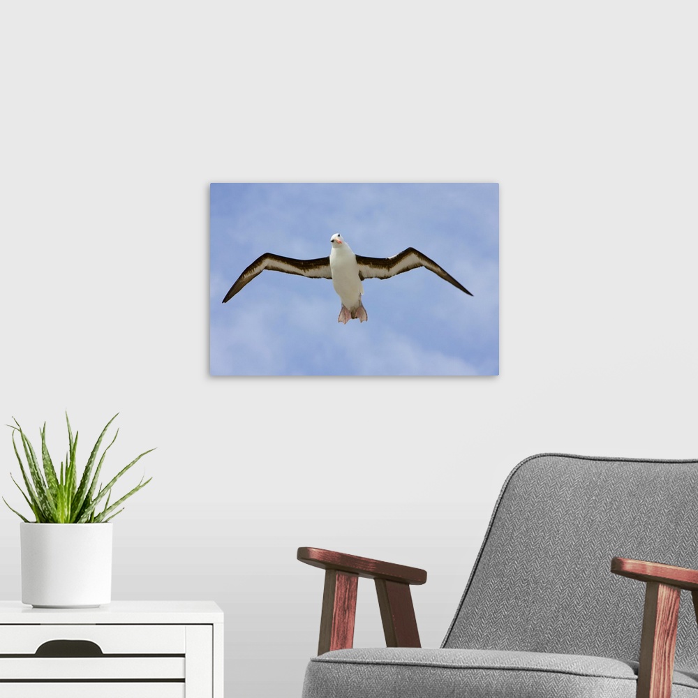 A modern room featuring Black-browed Albatross Flying Falklands