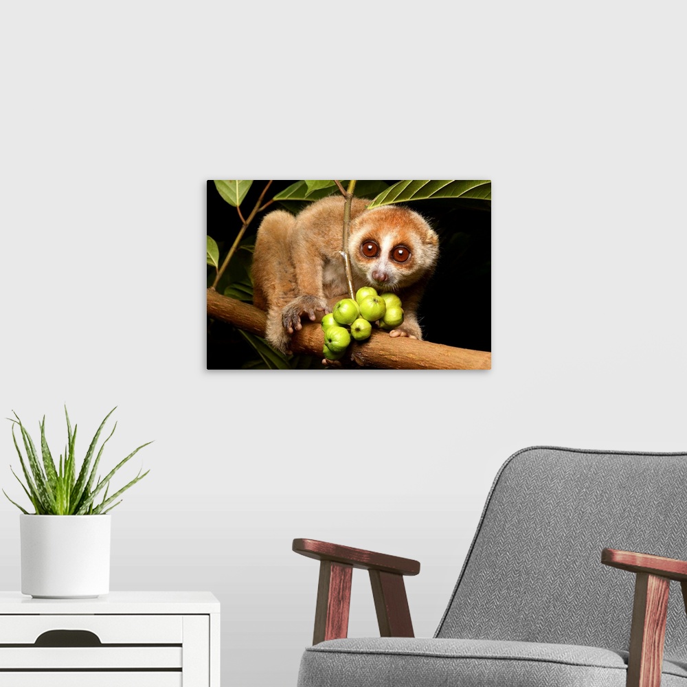 A modern room featuring Nycticebus menagensis. One of four species of Slow Loris found in Borneo. All Slow Loris are noct...
