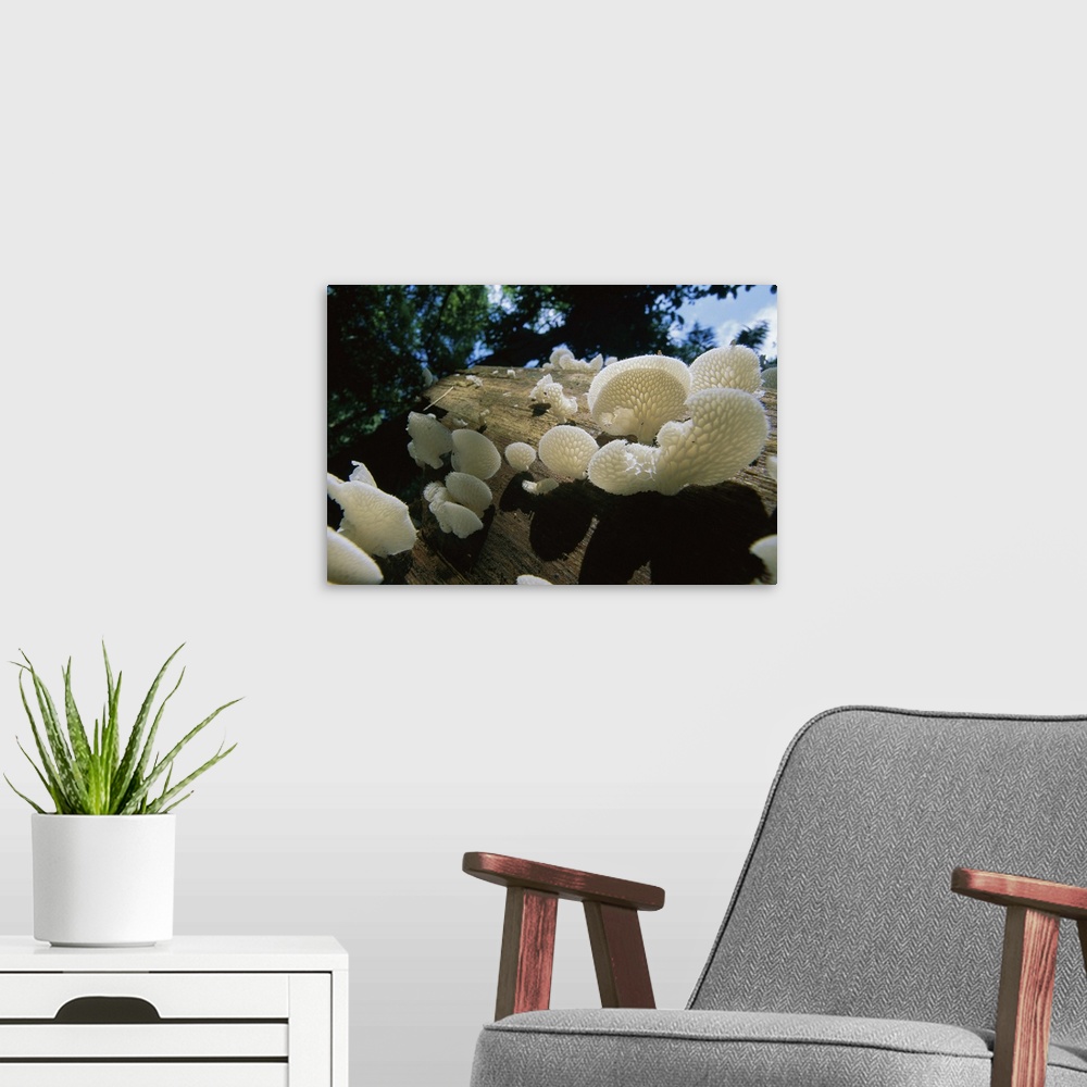 A modern room featuring Bracket Fungus (Favolus brasiliensis) mushrooms, Barro Colorado Island, Panama
