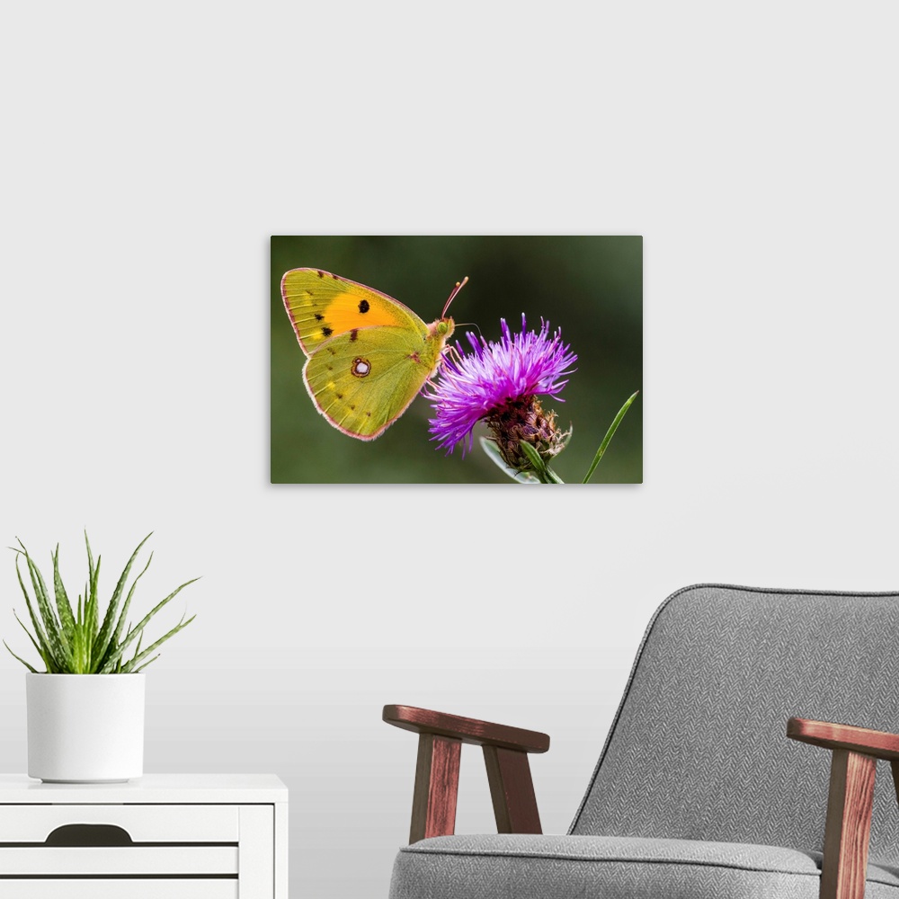 A modern room featuring Clouded Yellow (Colias croceus) butterfly feeding on flower nectar, Overijssel, Netherlands.
