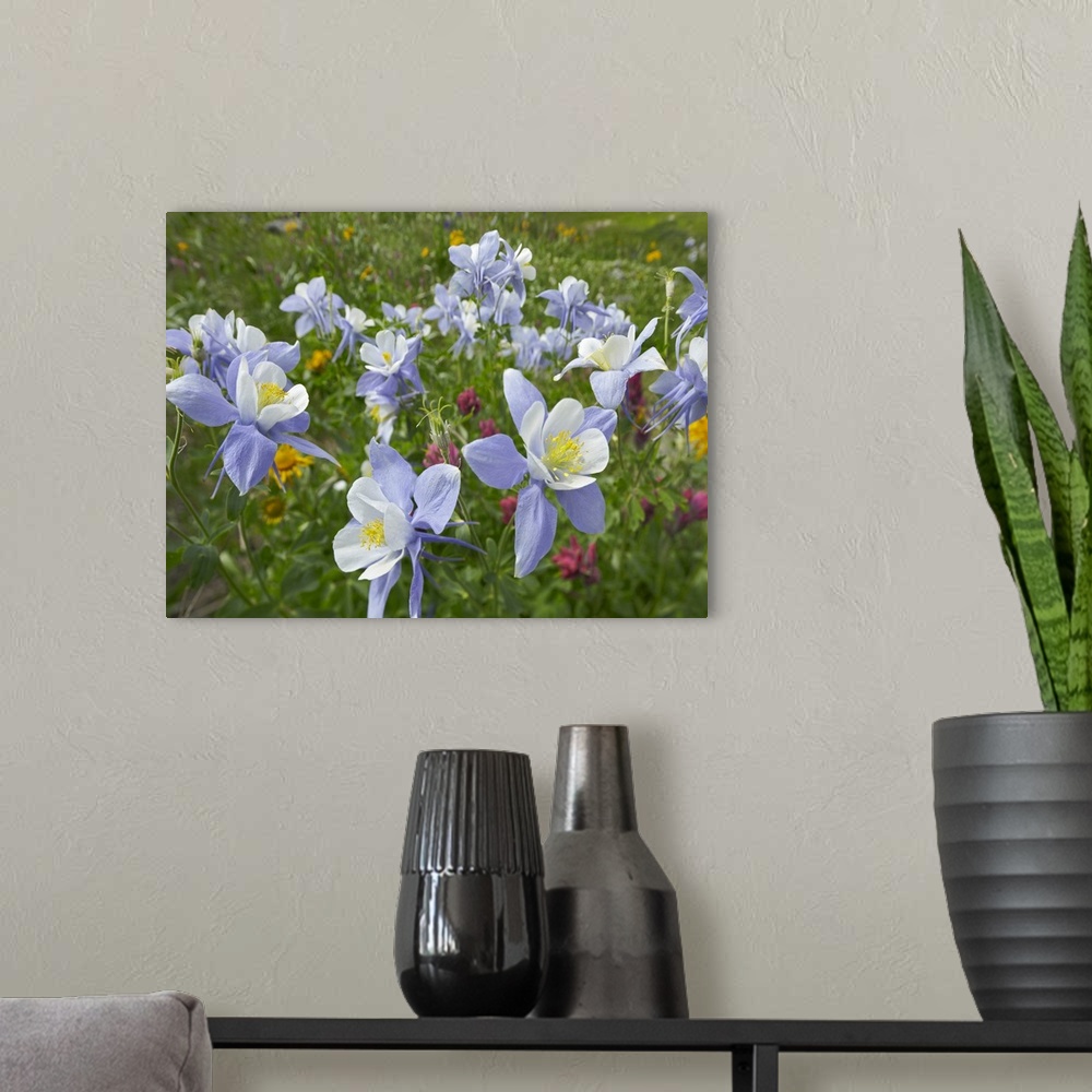 A modern room featuring Colorado Blue Columbine (Aquilegia caerulea) flowers, American Basin, Colorado