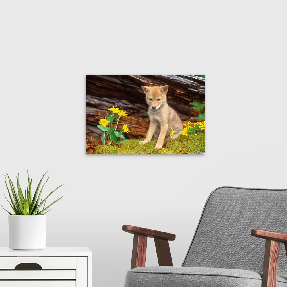 A modern room featuring Coyote pup, Montana