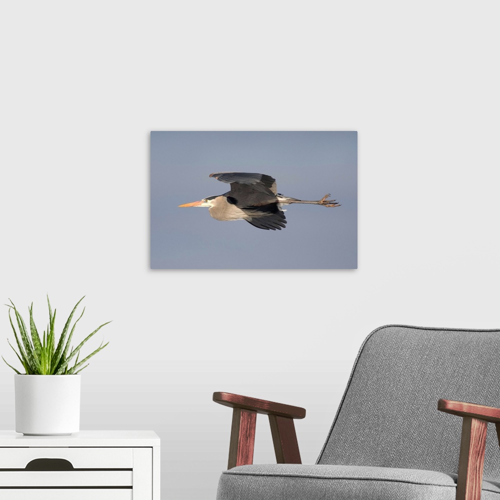 A modern room featuring great blue heron (Ardea herodias) Flight, Kensington Metro Park MI