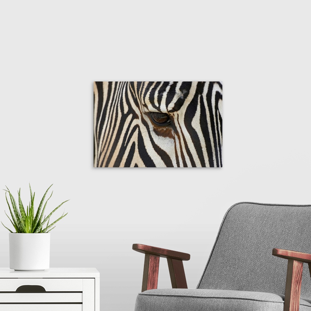A modern room featuring Large photograph focuses on the head of a striped African wild horse standing still.