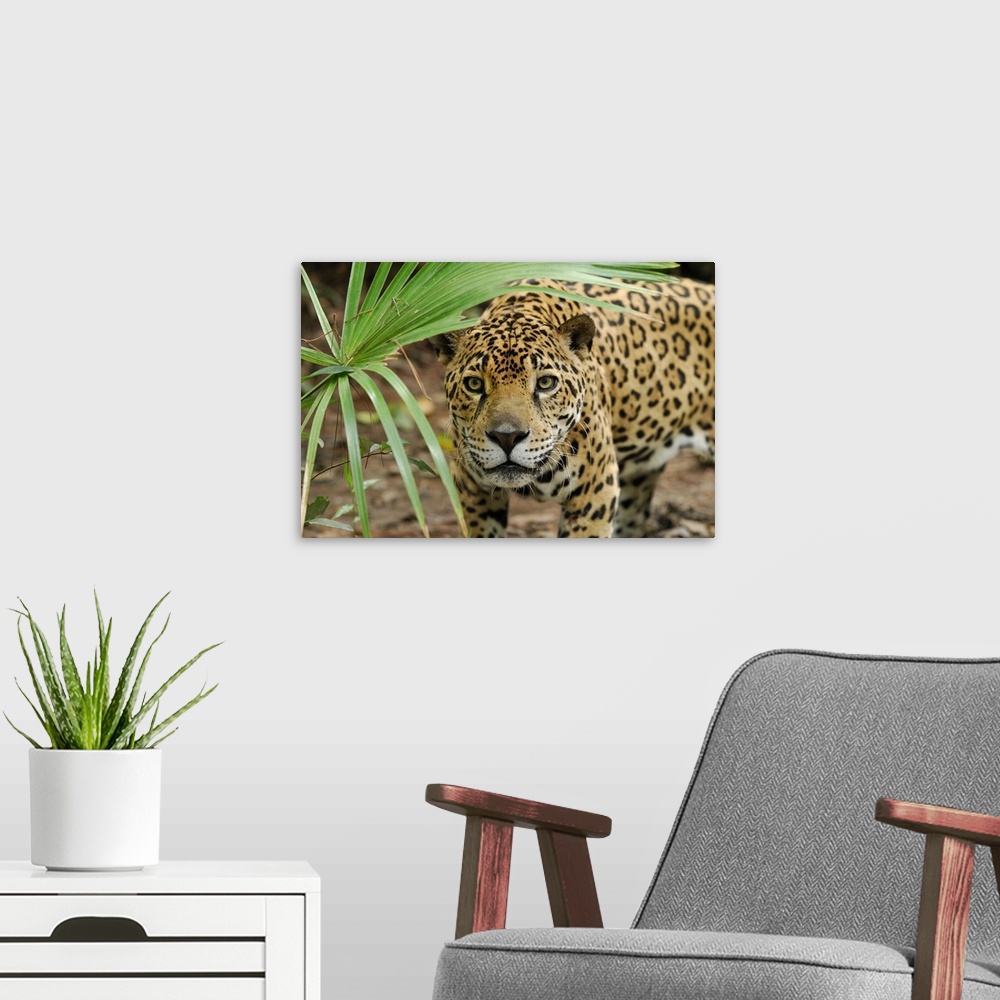 A modern room featuring Jaguar (Panthera onca) peering through brush, Belize