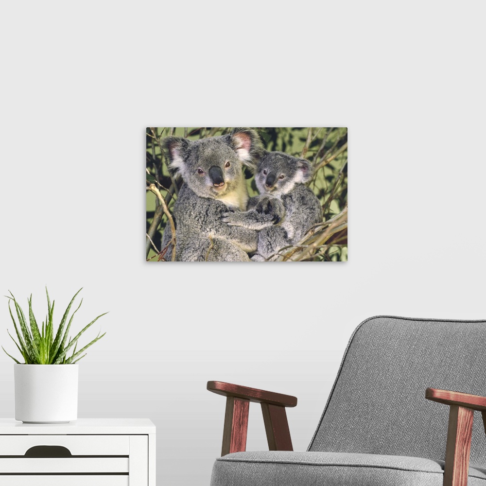 A modern room featuring Koala (Phascolarctos cinereus) mother with joey, eastern temperate Australia