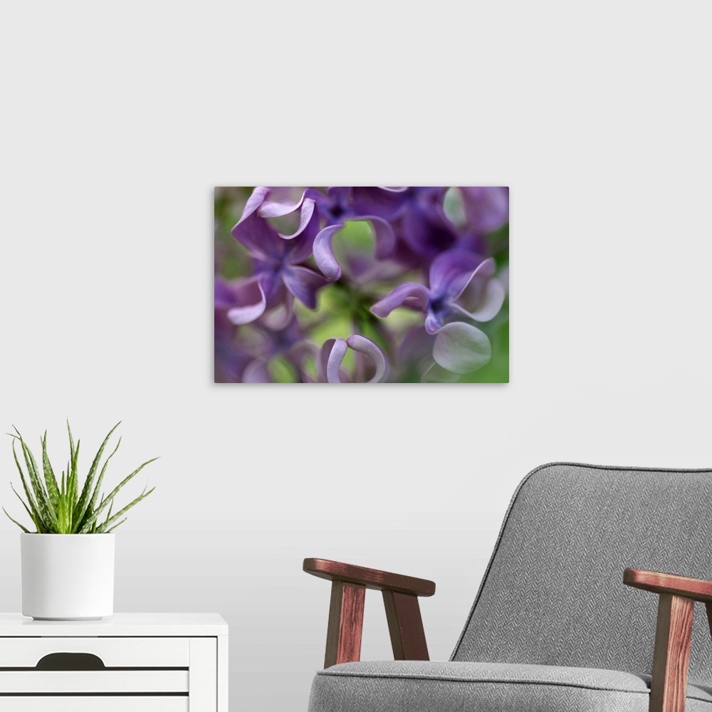 A modern room featuring Up-close photograph of pastel colored flowers.