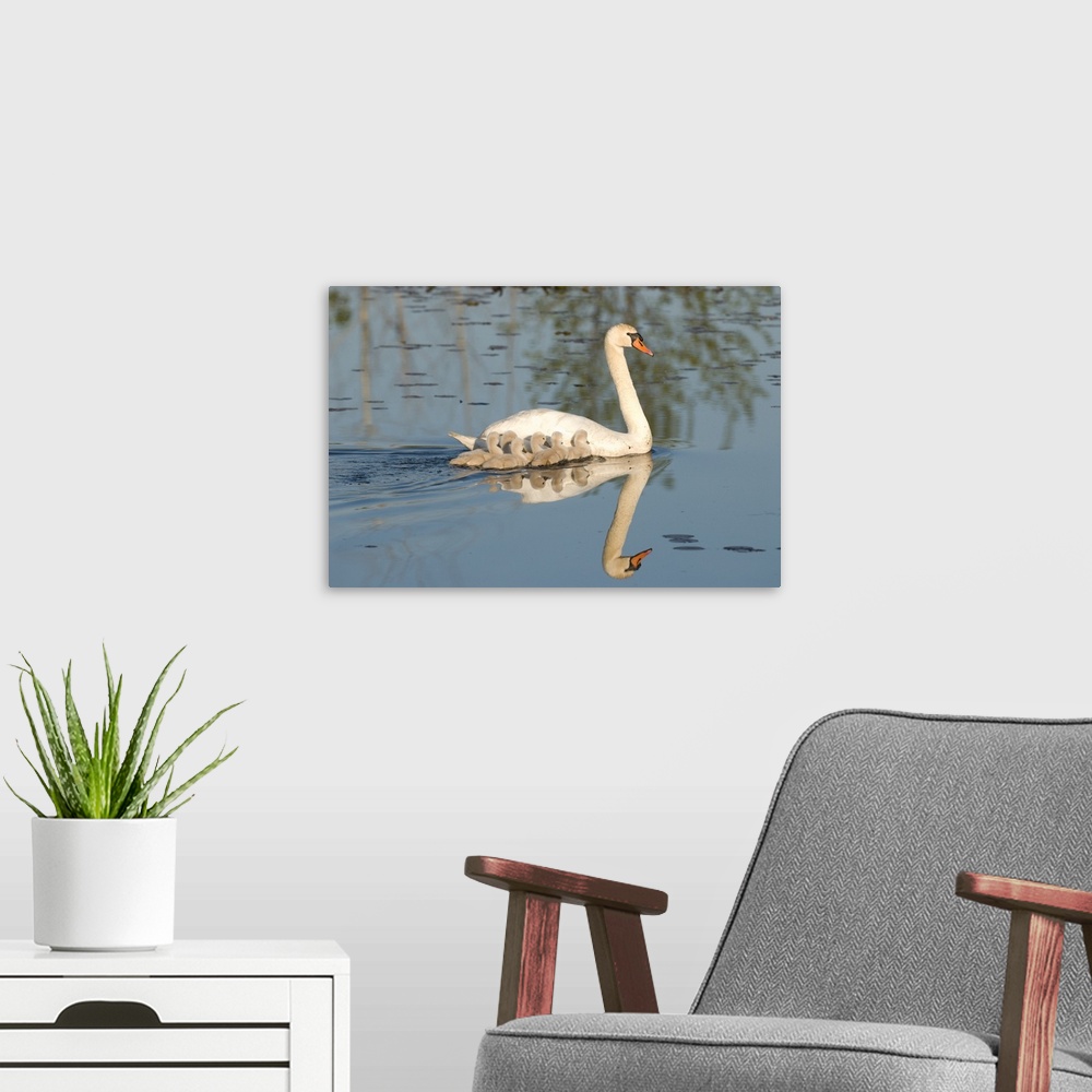 A modern room featuring mute swan (Cygnus olor) swimming with young, Kensington Metro Park, MI